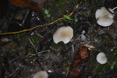 Leucocybe candicans