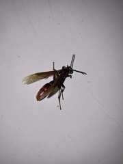 Apoica