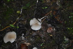 Leucocybe candicans
