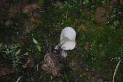 Leucocybe candicans