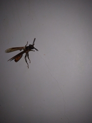 Apoica