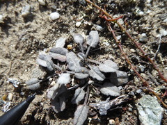 Convolvulus verecundus