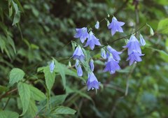 Adenophora remotiflora