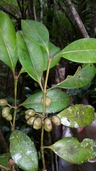 Peponidium