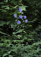Adenophora remotiflora