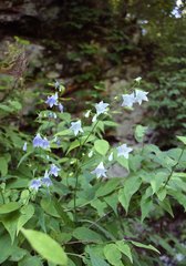 Adenophora remotiflora