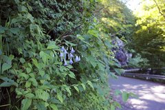 Adenophora remotiflora