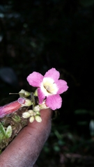 Colea