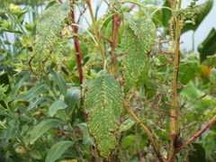 Amaranthus australis