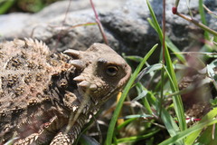 Phrynosoma orbiculare