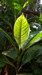 Danais ligustrifolia