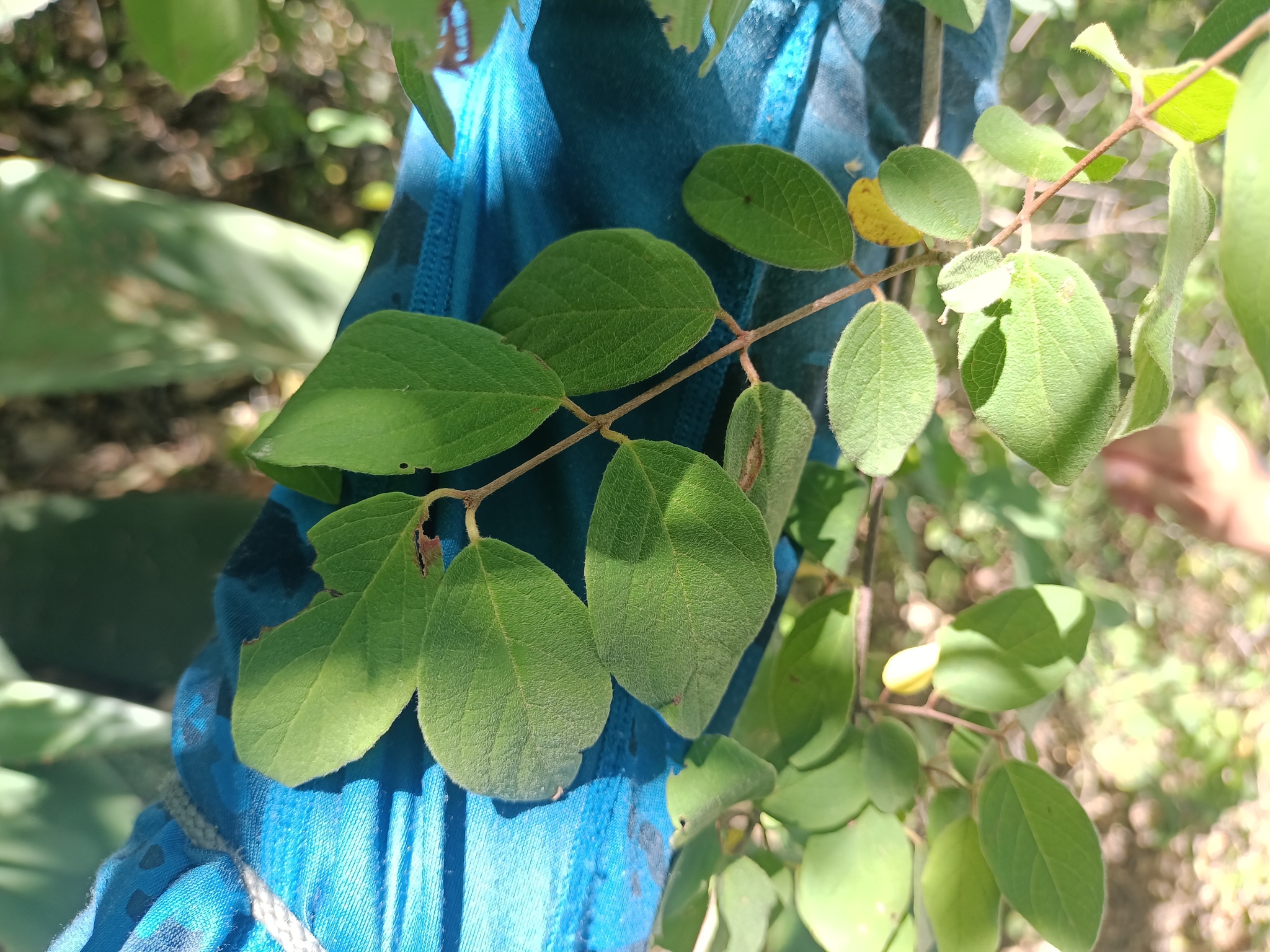 Imagem de Heteropterys brachiata