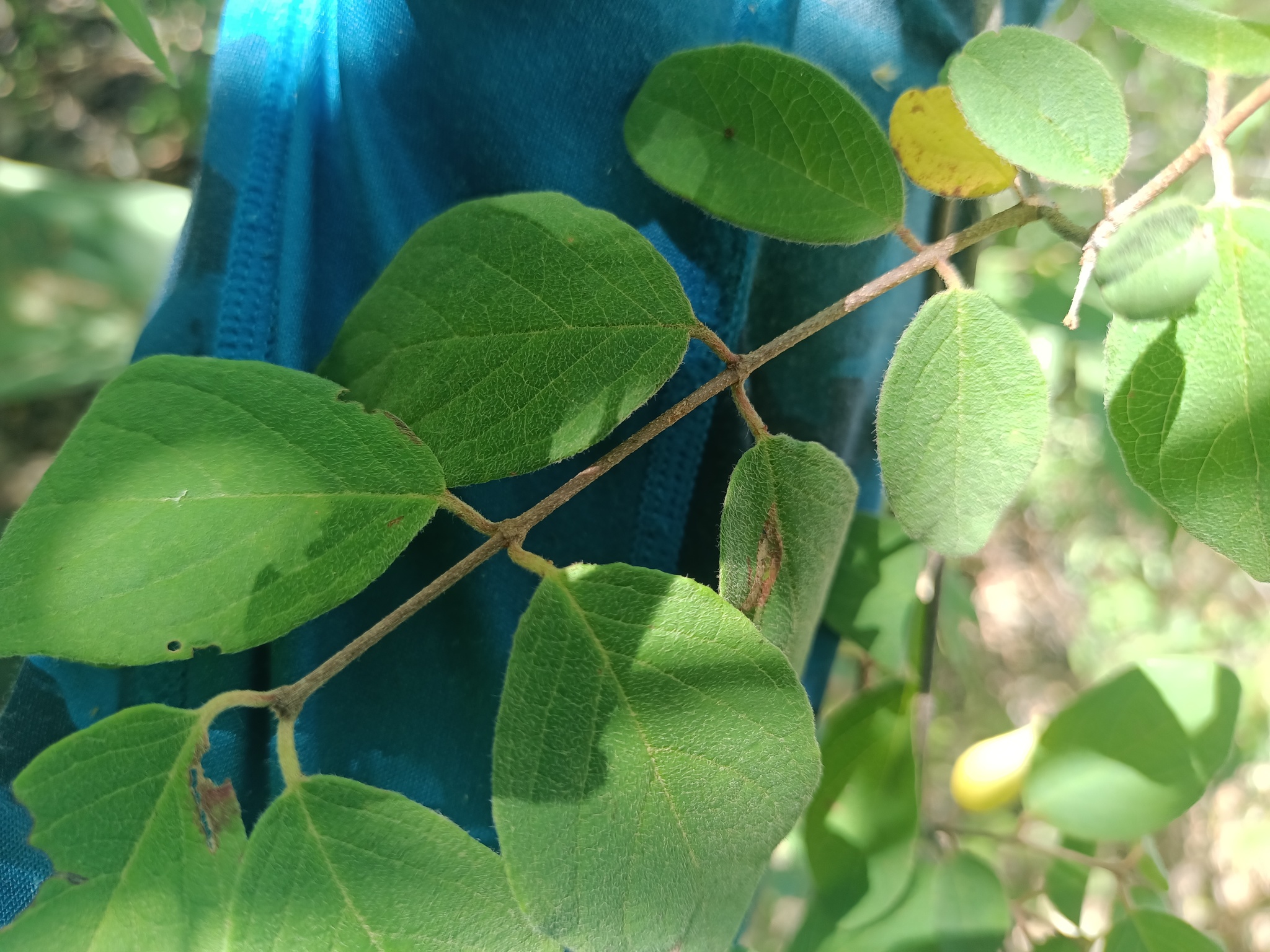 Imagem de Heteropterys brachiata