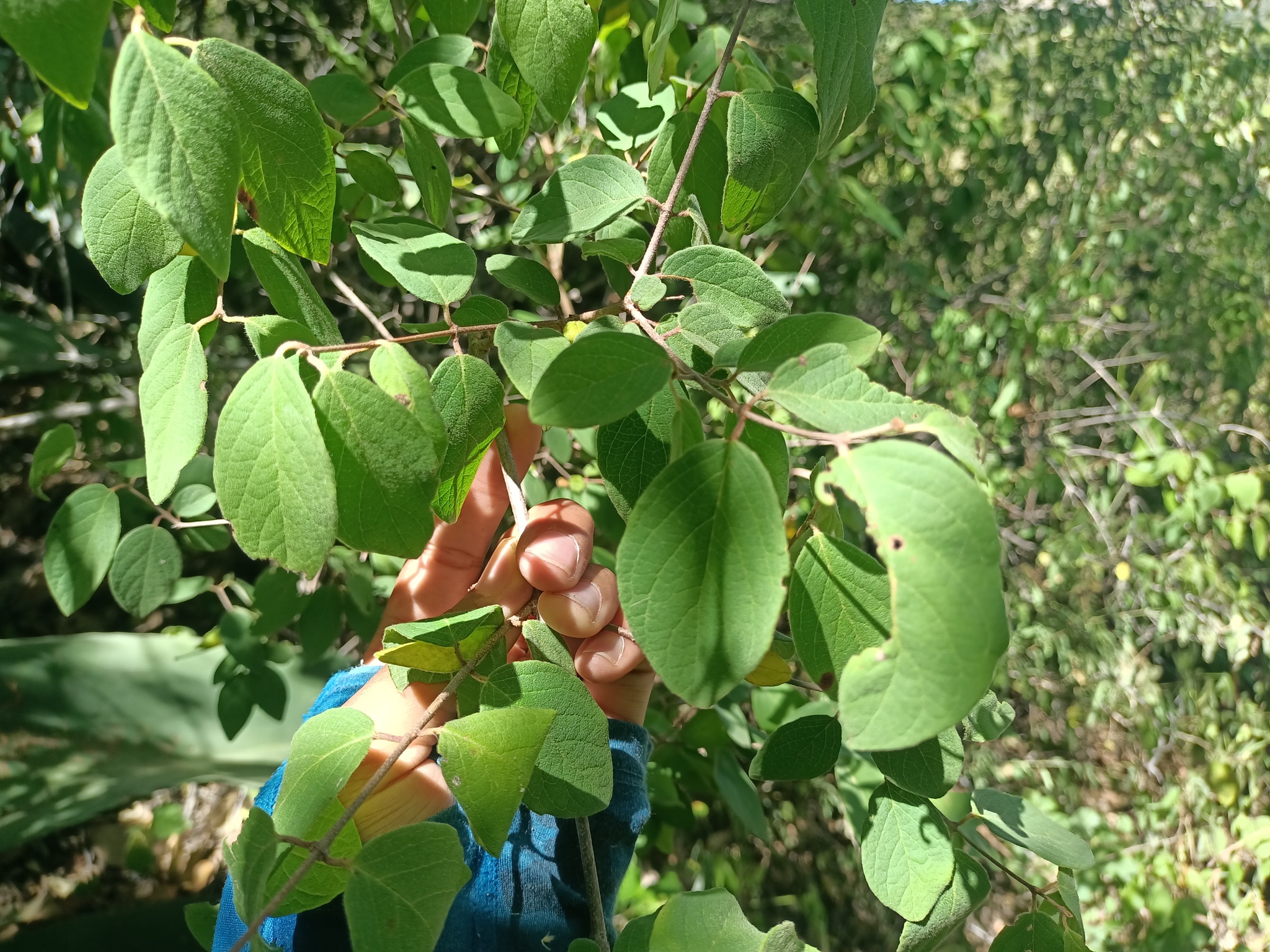 Imagem de Heteropterys brachiata