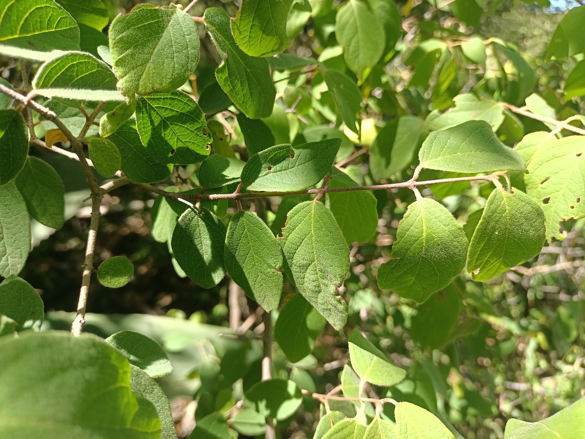 Imagem de Heteropterys brachiata