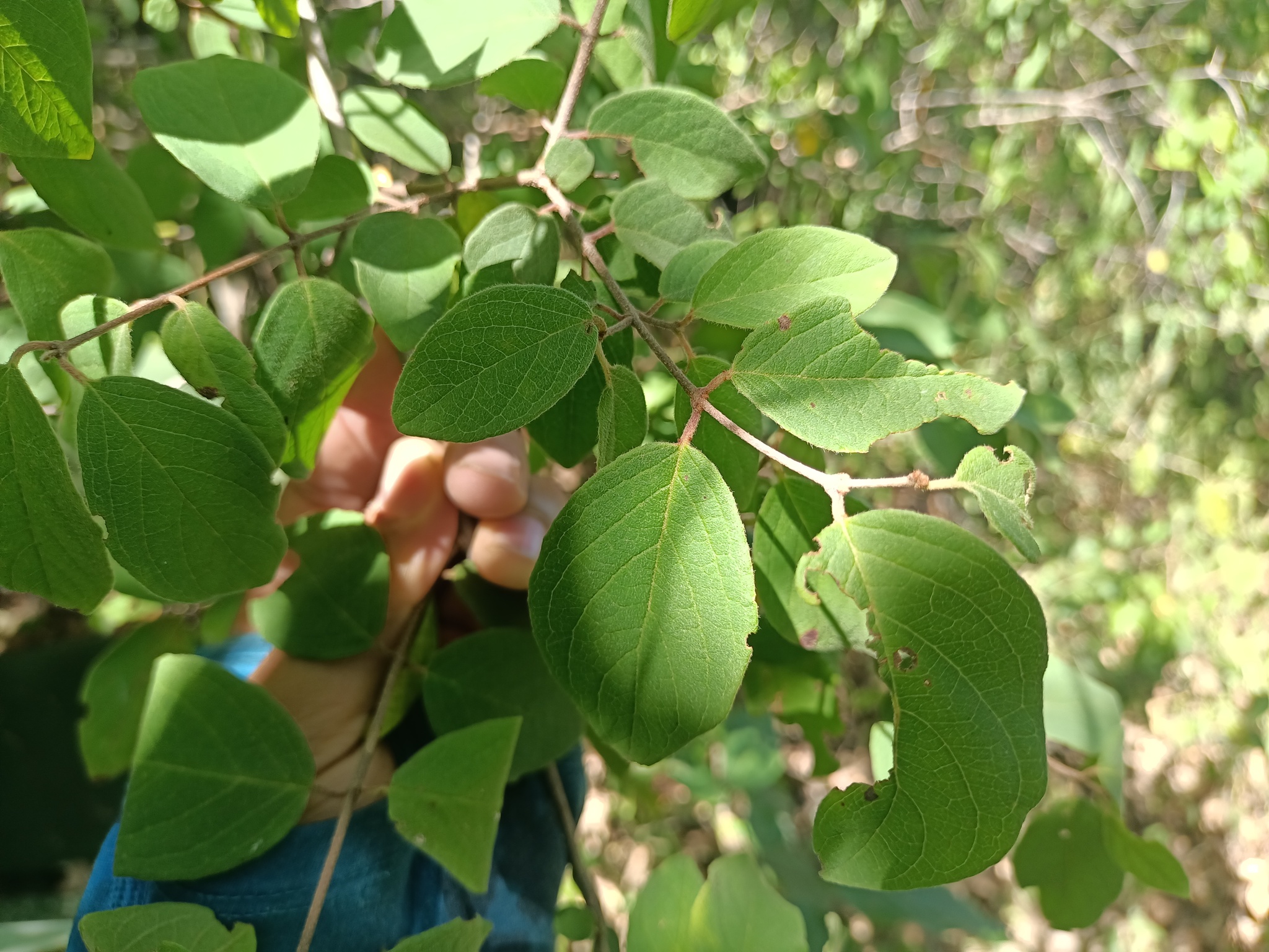 Imagem de Heteropterys brachiata