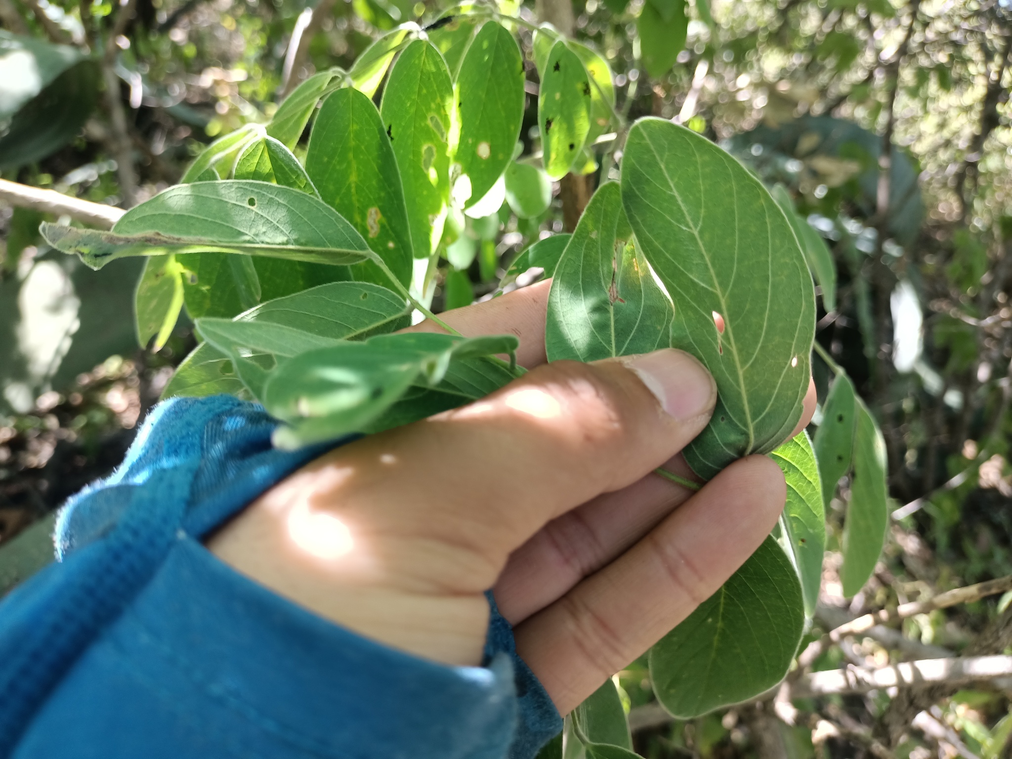 Imagem de Heteropterys brachiata