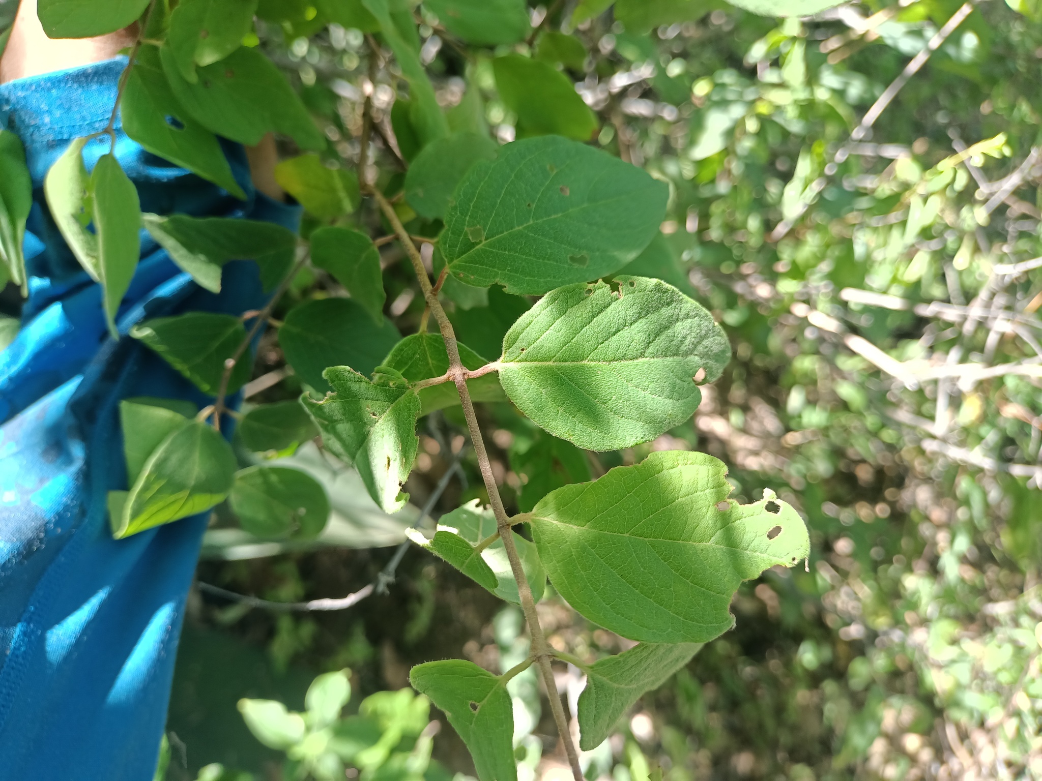 Imagem de Heteropterys brachiata