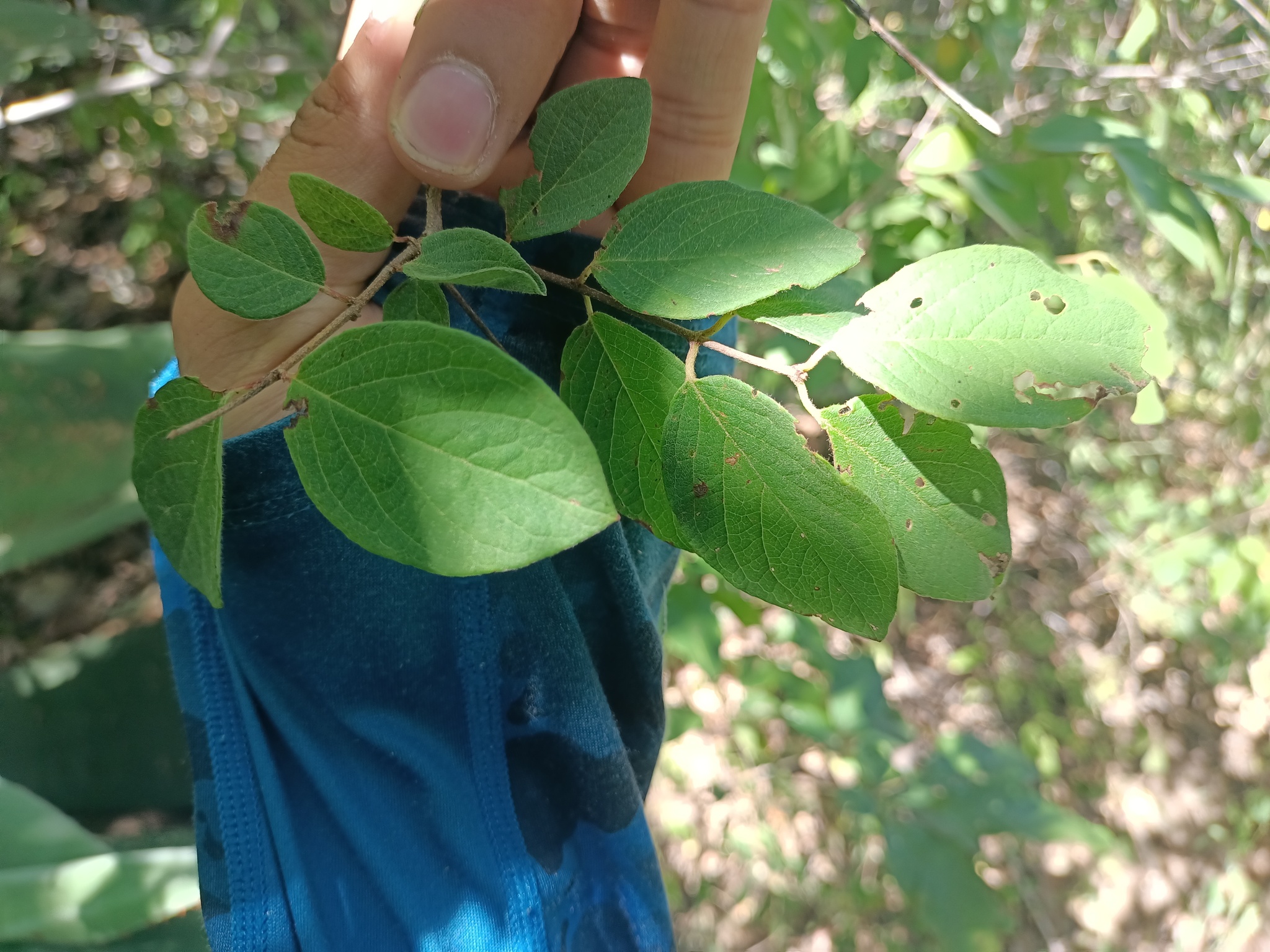 Imagem de Heteropterys brachiata