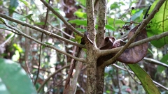 Oncostemum buxifolium image