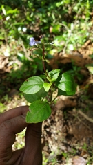 Plectranthus hexaphyllus
