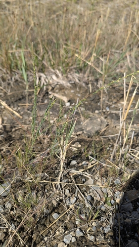 Annual Thymelaea (Thymelaea passerina)