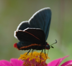 Mysoria affinis