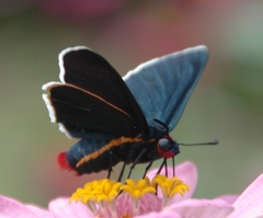 Mysoria affinis