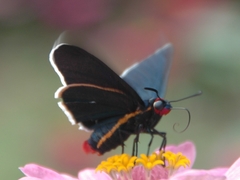 Mysoria affinis