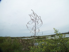 Amaranthus australis
