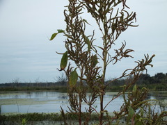 Amaranthus australis