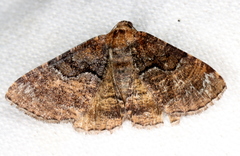 Aporoctena