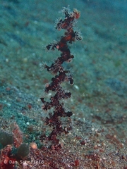 Zoantharia