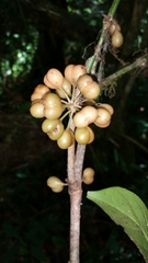 Peponidium
