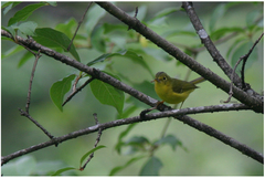 Phylloscopus valentini