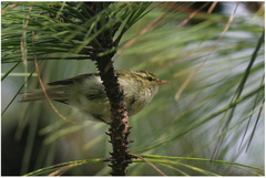 Phylloscopus reguloides
