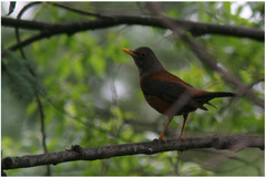 Turdus rubrocanus