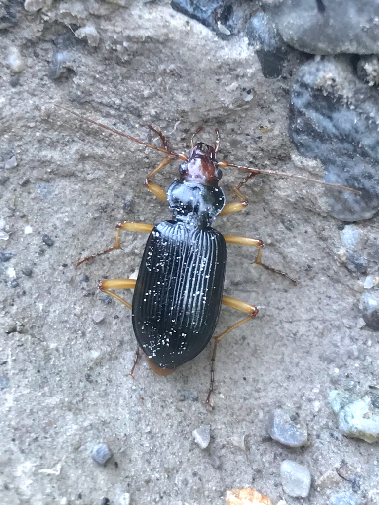 Nebria picicornis picicornis