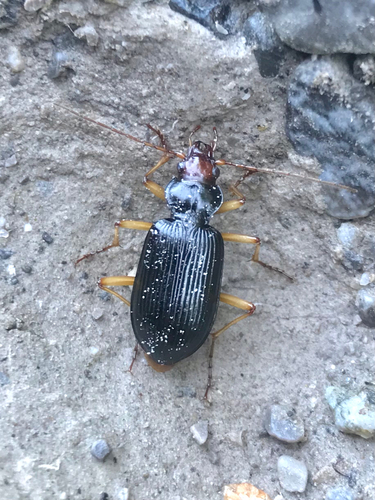 Nebria picicornis
