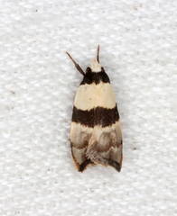 Zonopetala glauconephela