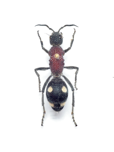 Dolichomutilla sycorax