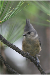 Lophophanes dichrous