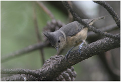 Lophophanes dichrous