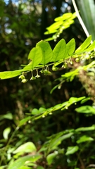 Phyllanthus moramangicus