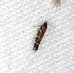 Stagmatophora argyrostrepta