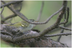 Phylloscopus magnirostris