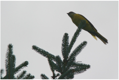 Pericrocotus ethologus