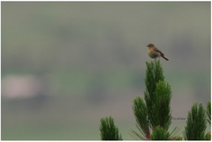 Phylloscopus subaffinis