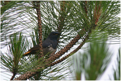 Luscinia phaenicuroides