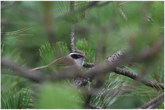 Fulvetta vinipectus